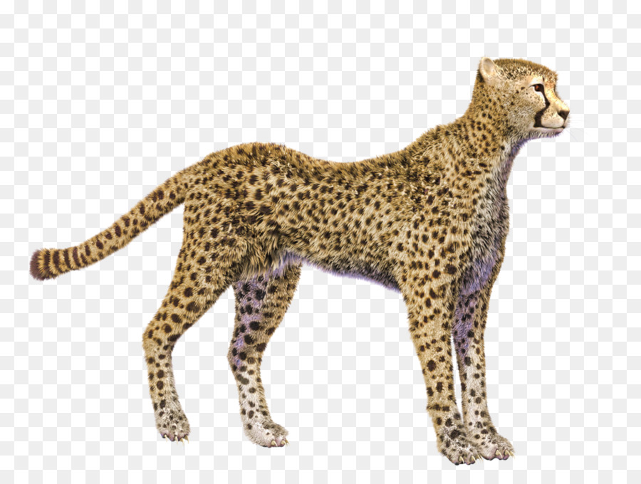 Cheetah Display resolution Clip art - cheetah png download - 1024*768 - Free Transparent Cheetah png Download.