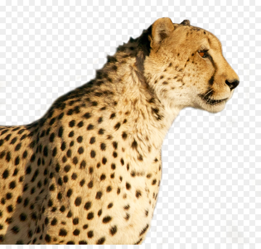 Cheetah Wildcat Tiger - Cheetah png download - 1250*1173 - Free Transparent Cheetah png Download.
