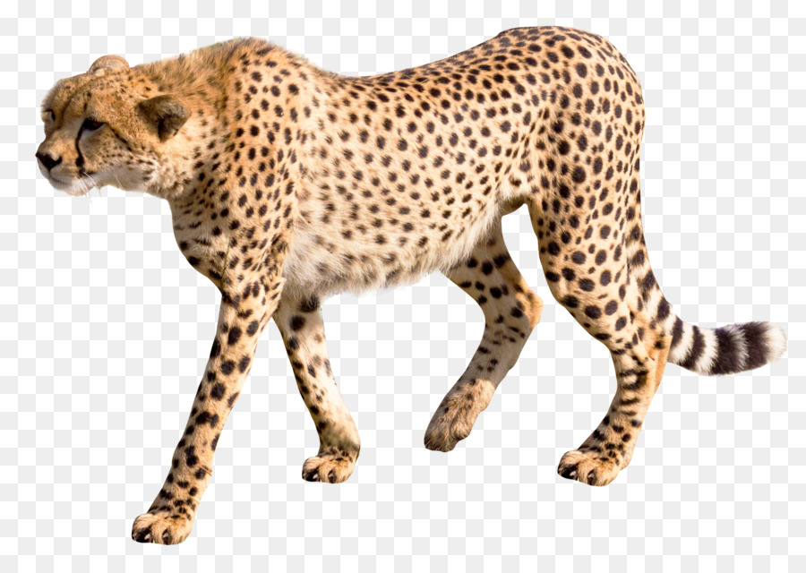Cheetah Leopard - Cheetah png download - 1600*1103 - Free Transparent Leopard png Download.