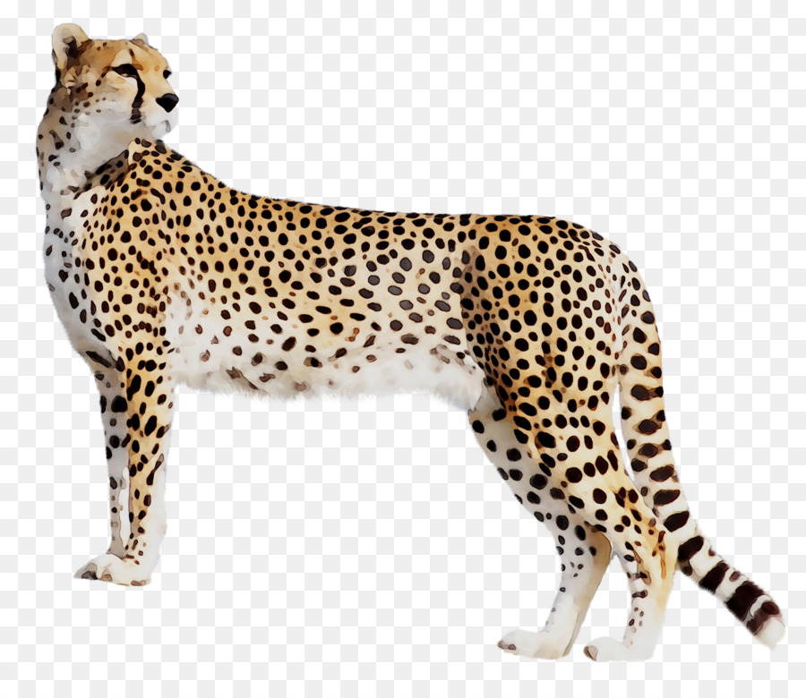 Cheetah Leopard Cat Black panther Tiger -  png download - 1881*1599 - Free Transparent Cheetah png Download.