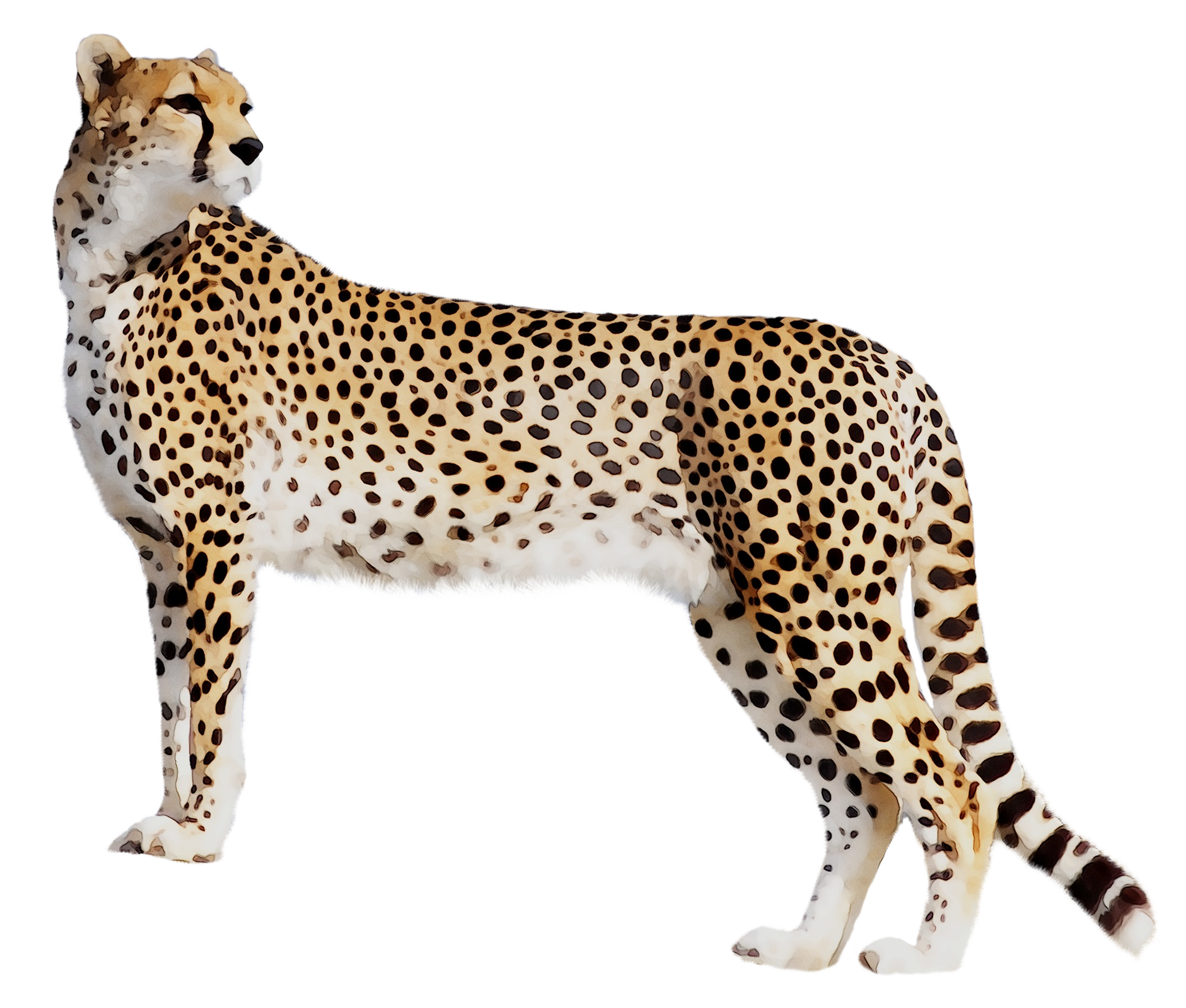 Cheetah Leopard Cat Black panther Tiger - png download - 1881*1599 ...