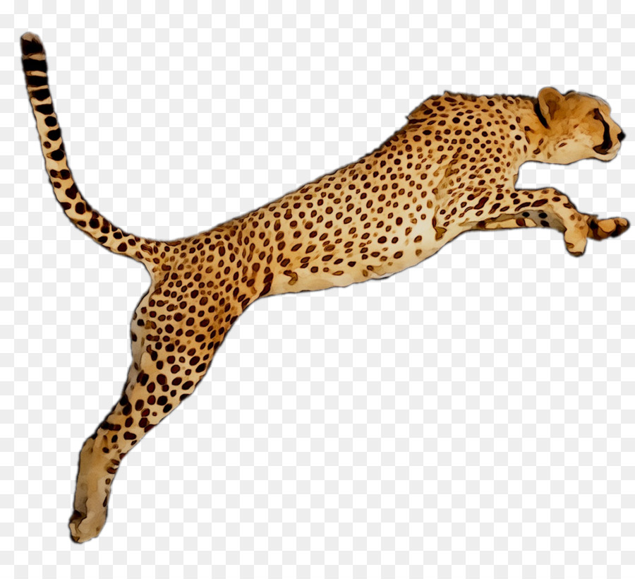 Cheetah Portable Network Graphics Leopard Desktop Wallpaper Image -  png download - 1145*1025 - Free Transparent Cheetah png Download.