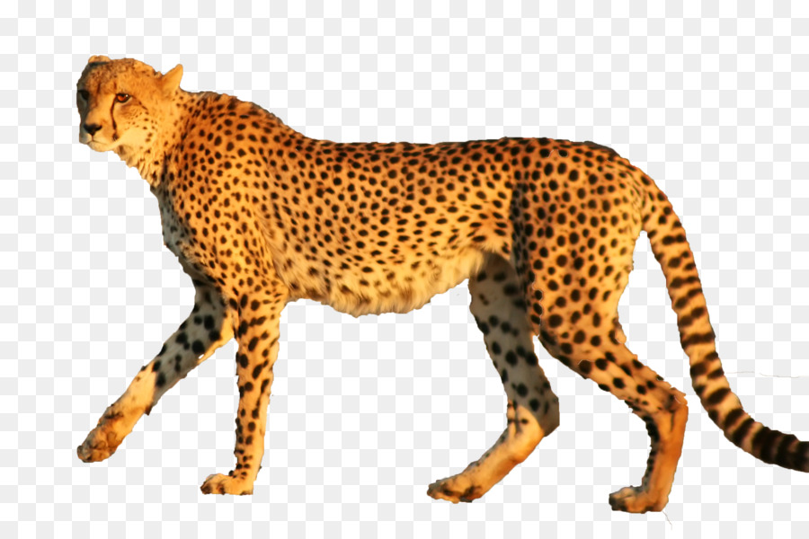 Cheetah Leopard Jaguar Animal Cat - cheetah png download - 3192*2092 - Free Transparent Cheetah png Download.