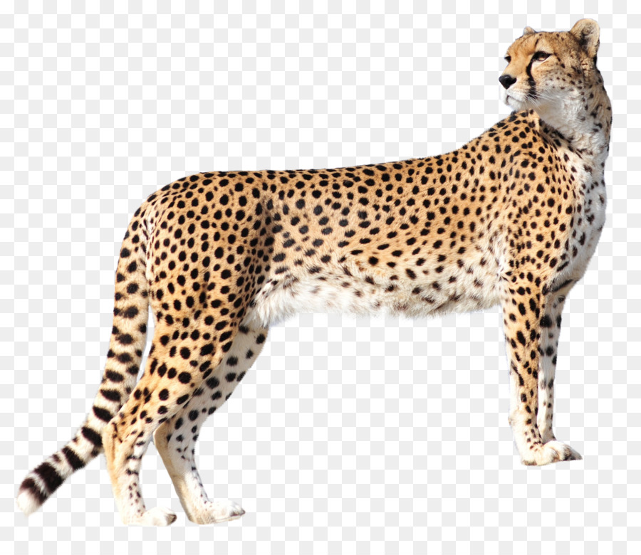 Cheetah Felidae - Cheetah png download - 1650*1403 - Free Transparent Cheetah png Download.