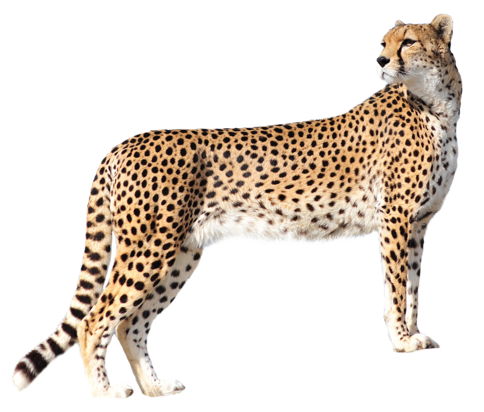 Cheetah Felidae - Cheetah png download - 1650*1403 - Free Transparent ...