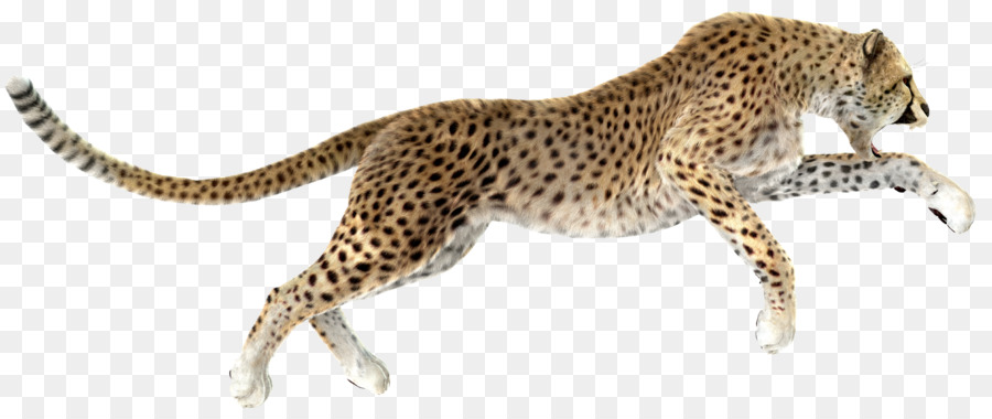 Cheetah Leopard Stock photography Royalty-free - cheetah png download - 1567*659 - Free Transparent Cheetah png Download.