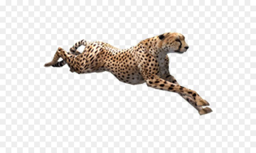 Cheetah Zoo Tycoon 2 - Running cheetah png download - 600*533 - Free Transparent Zoo Tycoon 2 png Download.