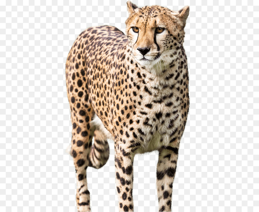 National Zoo & Aquarium Cheetah Leopard - cheetah png download - 515*739 - Free Transparent National Zoo  Aquarium png Download.
