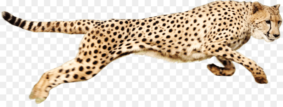 Cheetah Clip art - Running Cheetah png download - 931*342 - Free Transparent Cheetah png Download.