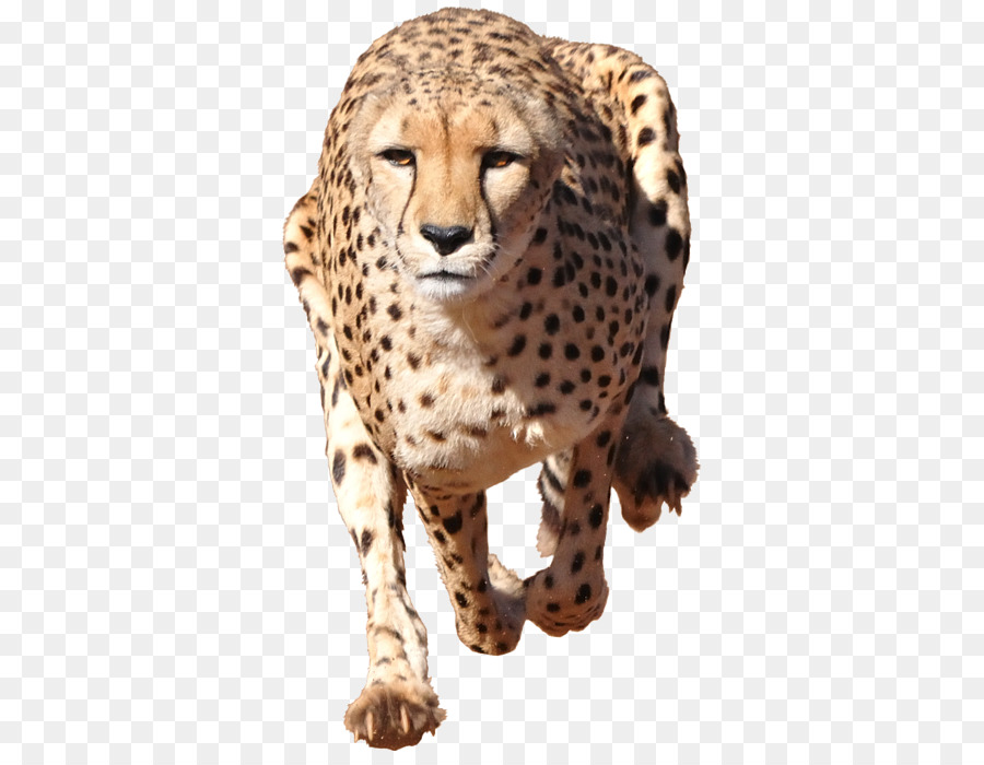 Cheetah Stock photography Illustration Leopard Cat - chester cheetah transparent png download - 398*700 - Free Transparent Cheetah png Download.