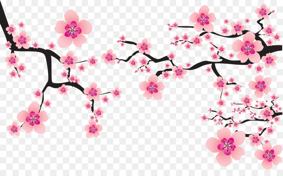 Cherry blossom Cerasus Clip art - sakura png download - 7165*4313 - Free Transparent Cherry Blossom png Download.