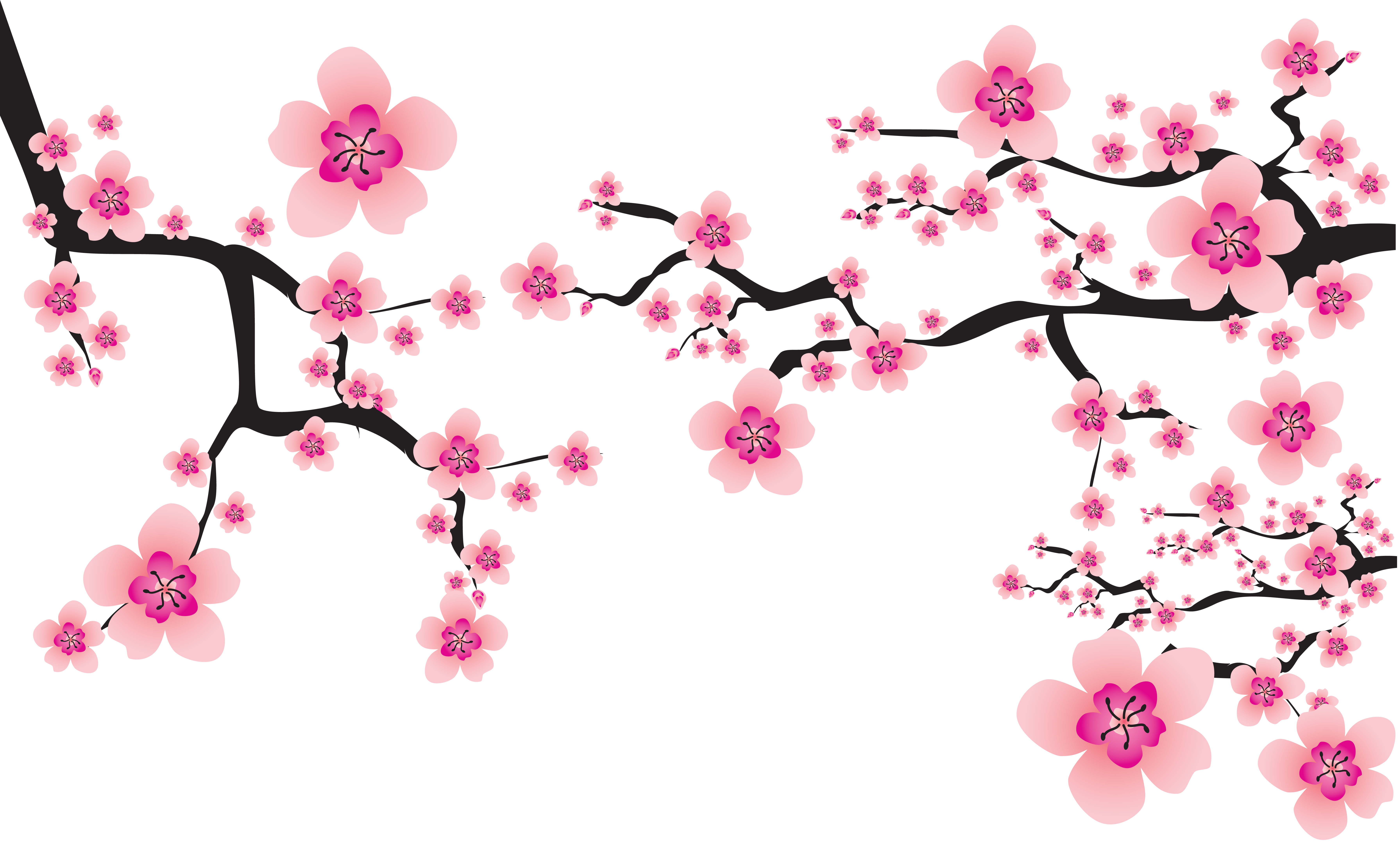 Download Transparent Japan Tree Sakura Cherry Blossom - vrogue.co