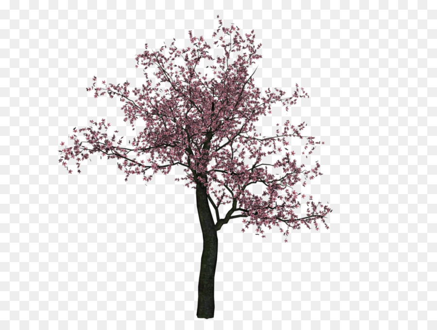 Cherry blossom Cherry blossom Tree - Cherry Tree PNG Image png download - 1412*1059 - Free Transparent Cherry png Download.