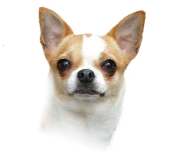 Corgi-Chihuahua Puppy Dog breed Companion dog - puppy png download ...