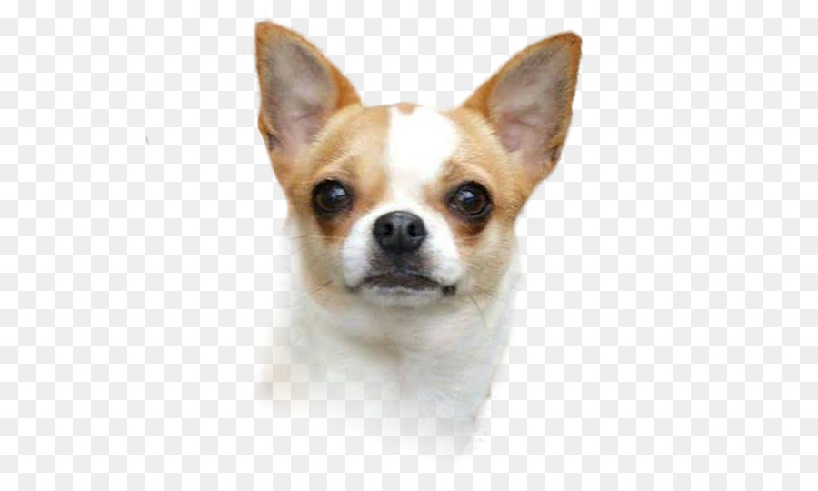 Corgi-Chihuahua Puppy Dog breed Companion dog - puppy png download - 599*531 - Free Transparent Chihuahua png Download.