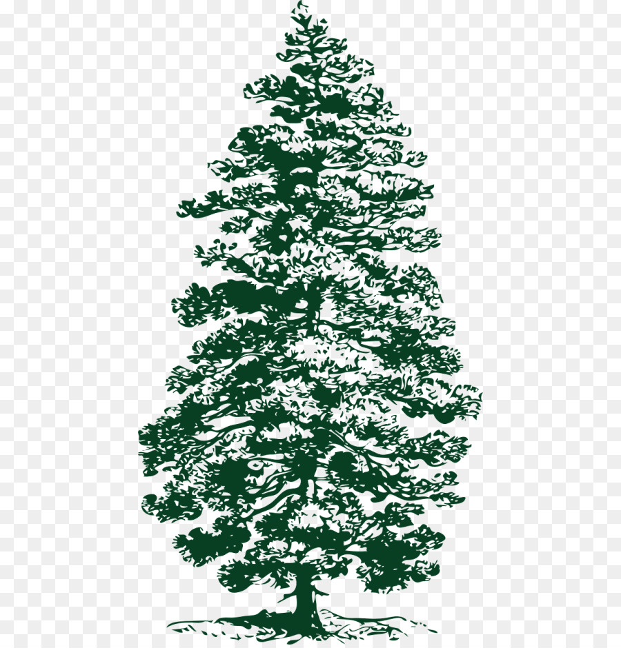 Lodgepole pine Clip art Fir Tree Eastern white pine - tree png download - 500*935 - Free Transparent Lodgepole Pine png Download.