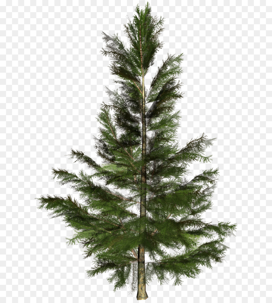 Spruce Christmas tree Conifers Nordmann fir - christmas tree png download - 673*991 - Free Transparent Spruce png Download.