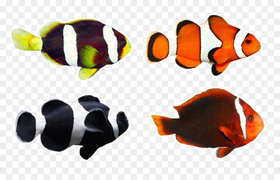 Clownfish Tropical fish Coral reef fish - Tropical Fish png download - 1100*700 - Free Transparent Fish png Download.