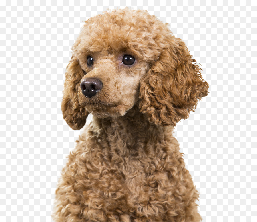 Standard Poodle Miniature Poodle Cockapoo Spanish Water Dog - poodle png download - 600*779 - Free Transparent Poodle png Download.
