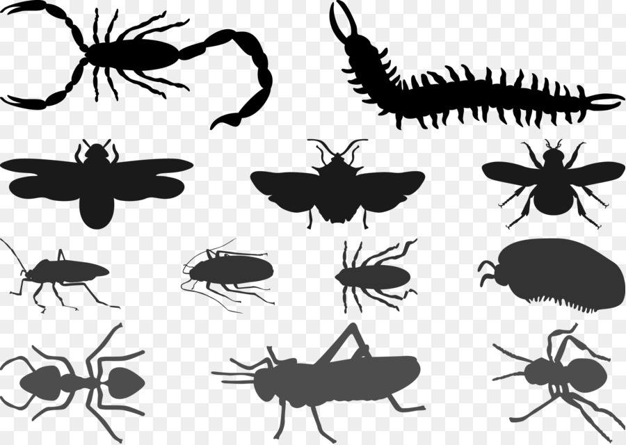 Beetle Cockroach Silhouette Butterfly - Scorpions and other insects, centipedes silhouette vector png download - 2206*1565 - Free Transparent Beetle png Download.