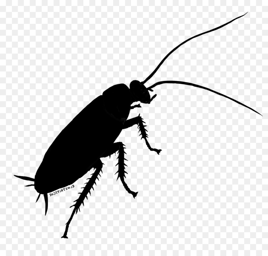 Cockroach Beetle Weevil Clip art Silhouette -  png download - 1024*956 - Free Transparent Cockroach png Download.