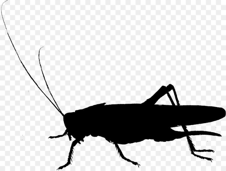 Cockroach Clip art Fauna Cricket Silhouette -  png download - 1589*1200 - Free Transparent Cockroach png Download.