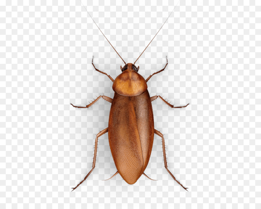 Cockroach Insect Mosquito Raid - Creative cockroaches png download - 505*712 - Free Transparent Cockroach png Download.