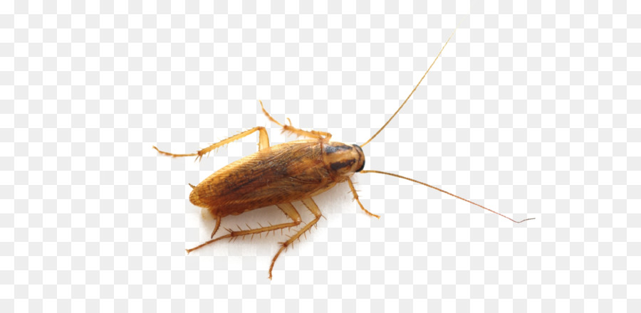 German cockroach Insect Pest control Bed bug - Roach PNG png download - 849*565 - Free Transparent Cockroach png Download.