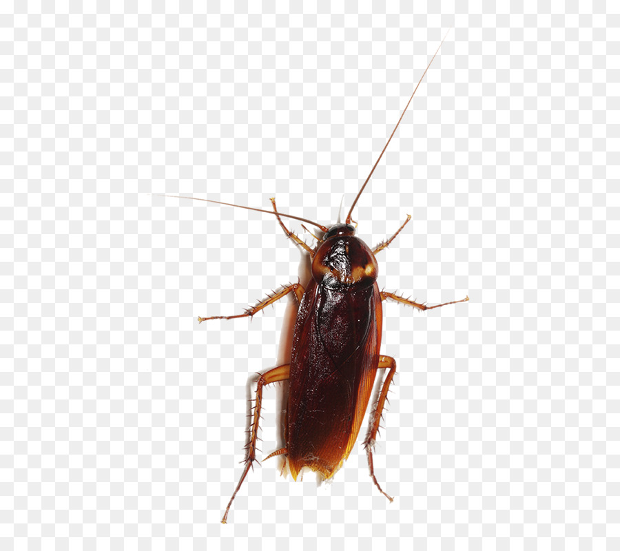 Cockroach Entokim Çevre Sa?l??? Hizmetleri Insect Pest Blattodea - cockroach png download - 800*800 - Free Transparent Cockroach png Download.