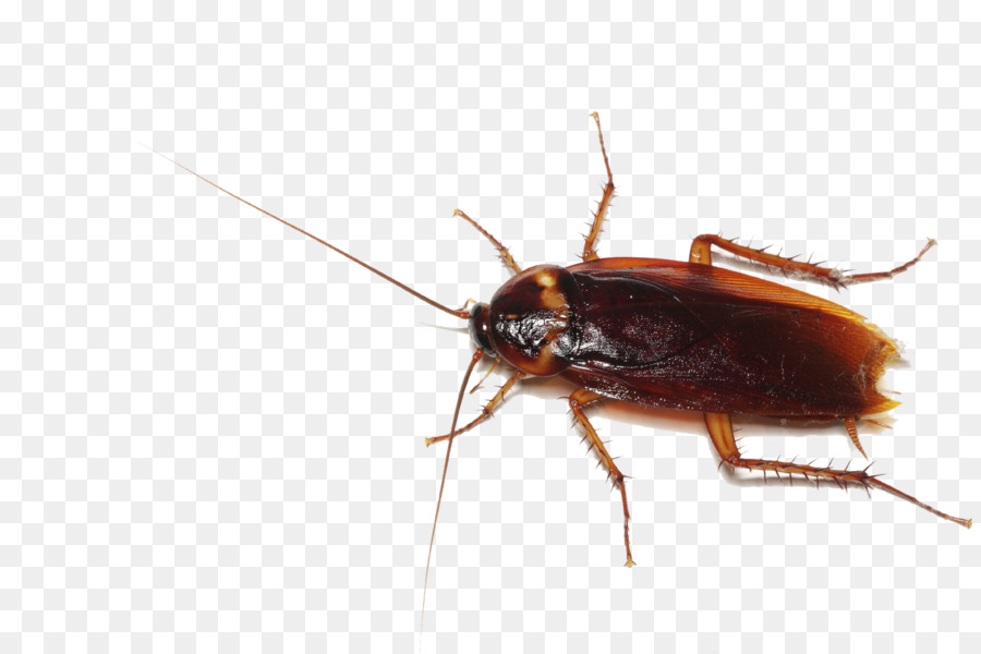 German cockroach Insect Pest control - Cockroach Transparent PNG png download - 1698*1131 - Free Transparent Cockroach png Download.