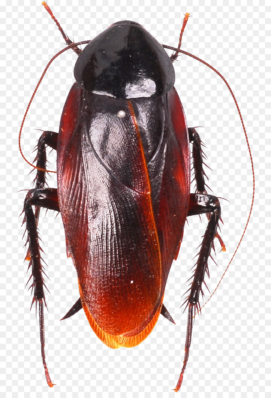 American cockroach Pest Control Roach bait Smokybrown cockroach - cockroach png download - 795*1302 - Free Transparent Cockroach png Download.