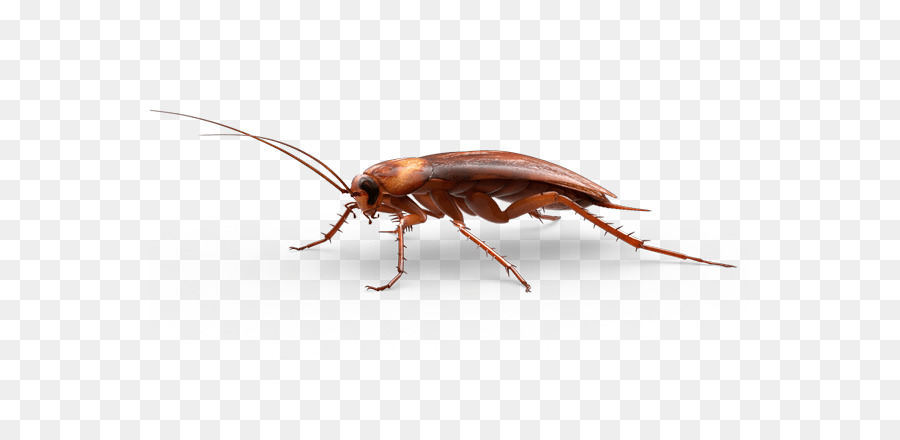 American cockroach Insect - Pest cockroach png download - 600*425 - Free Transparent Cockroach png Download.