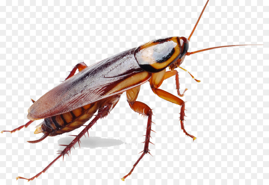 German cockroach Insect Pest Control - cockroach png download - 944*646 - Free Transparent Cockroach png Download.