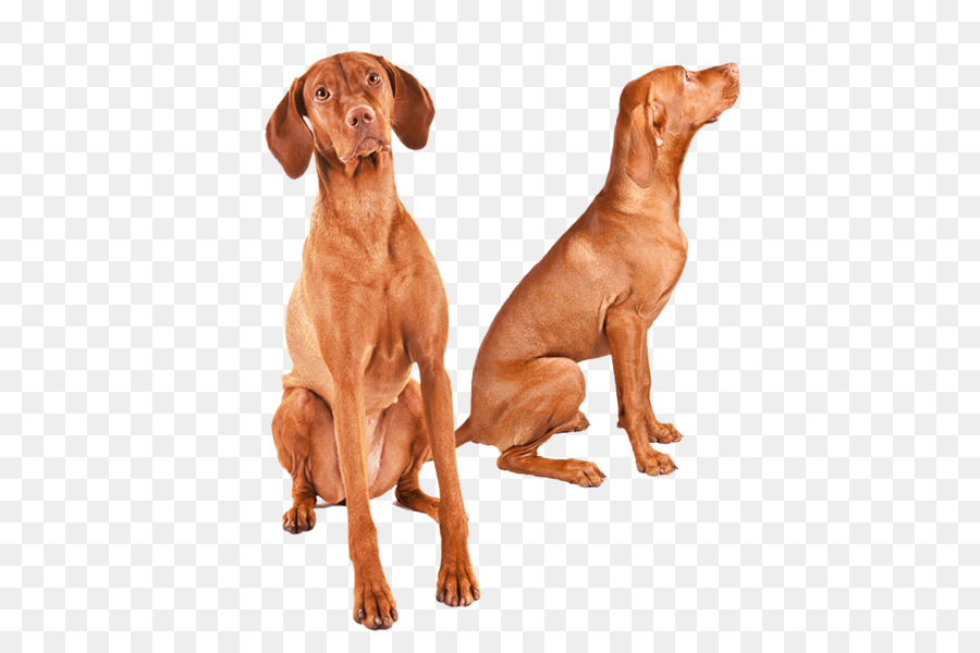 Wirehaired Vizsla Dog breed Redbone Coonhound Great Dane - others png download - 1170*780 - Free Transparent Vizsla png Download.
