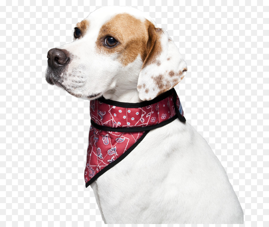 Treeing Walker Coonhound Beagle Black and Tan Coonhound Dog collar - red collar dog png download - 731*750 - Free Transparent Treeing Walker Coonhound png Download.