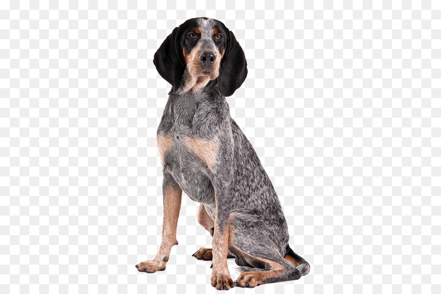 Bluetick Coonhound Treeing Walker Coonhound American English Coonhound Black and Tan Coonhound Redbone Coonhound - invitations appearance png download - 1170*780 - Free Transparent Bluetick Coonhound png Download.
