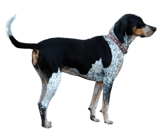 Treeing Walker Coonhound English Foxhound American Foxhound Black And Tan Coonhound Harrier