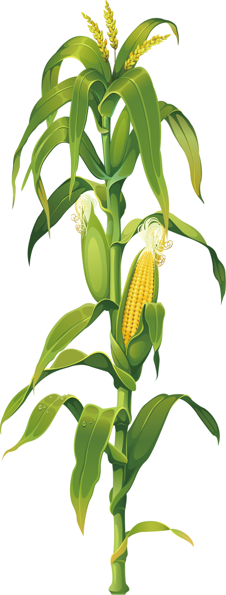 Maize Corn on the cob Drawing Plant Clip art - corn png download - 730* ...