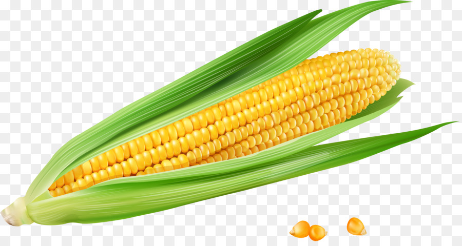 Corn on the cob Maize Euclidean vector Vecteur - Golden yellow corn png download - 2802*1466 - Free Transparent Corn On The Cob png Download.