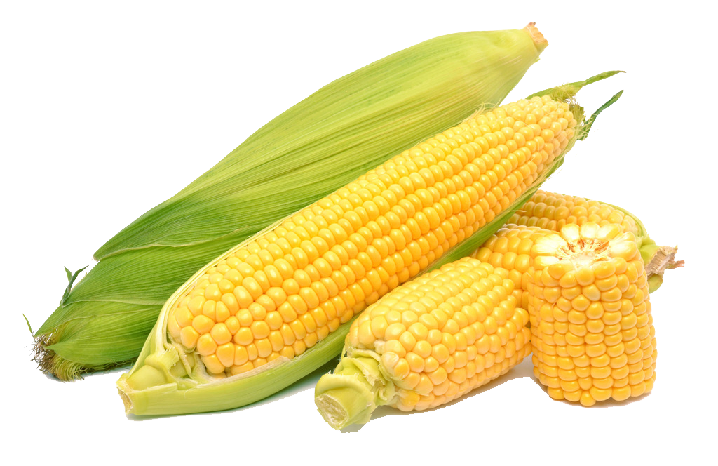 Corn на русском. Кукуруза. Кукуруза початок. Кукуруза на белом фоне. Кукуруза это овощ.