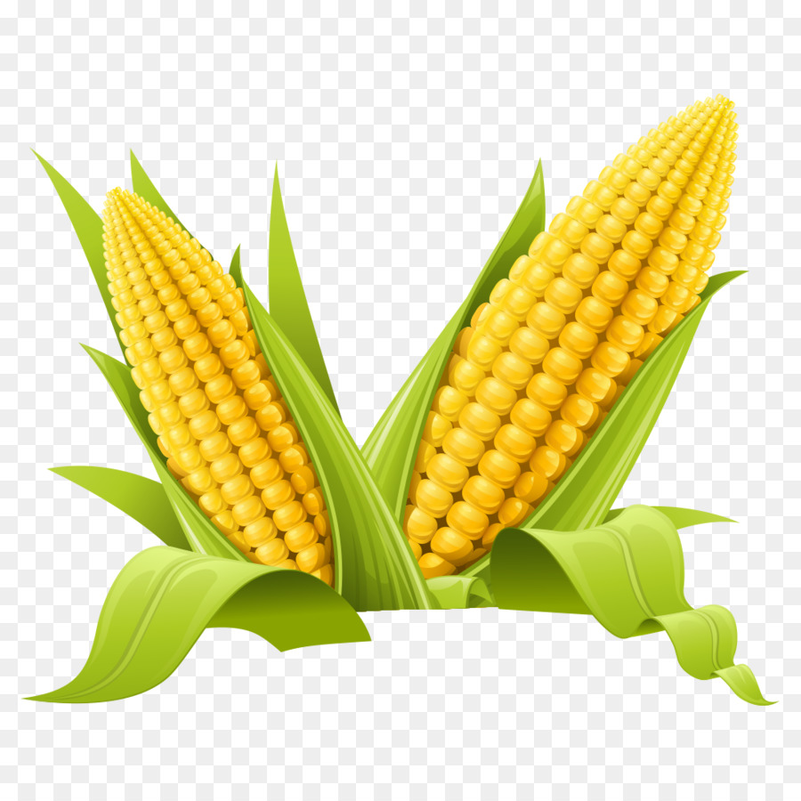 Maize Clip art - corn png download - 1000*1000 - Free Transparent Maize png Download.