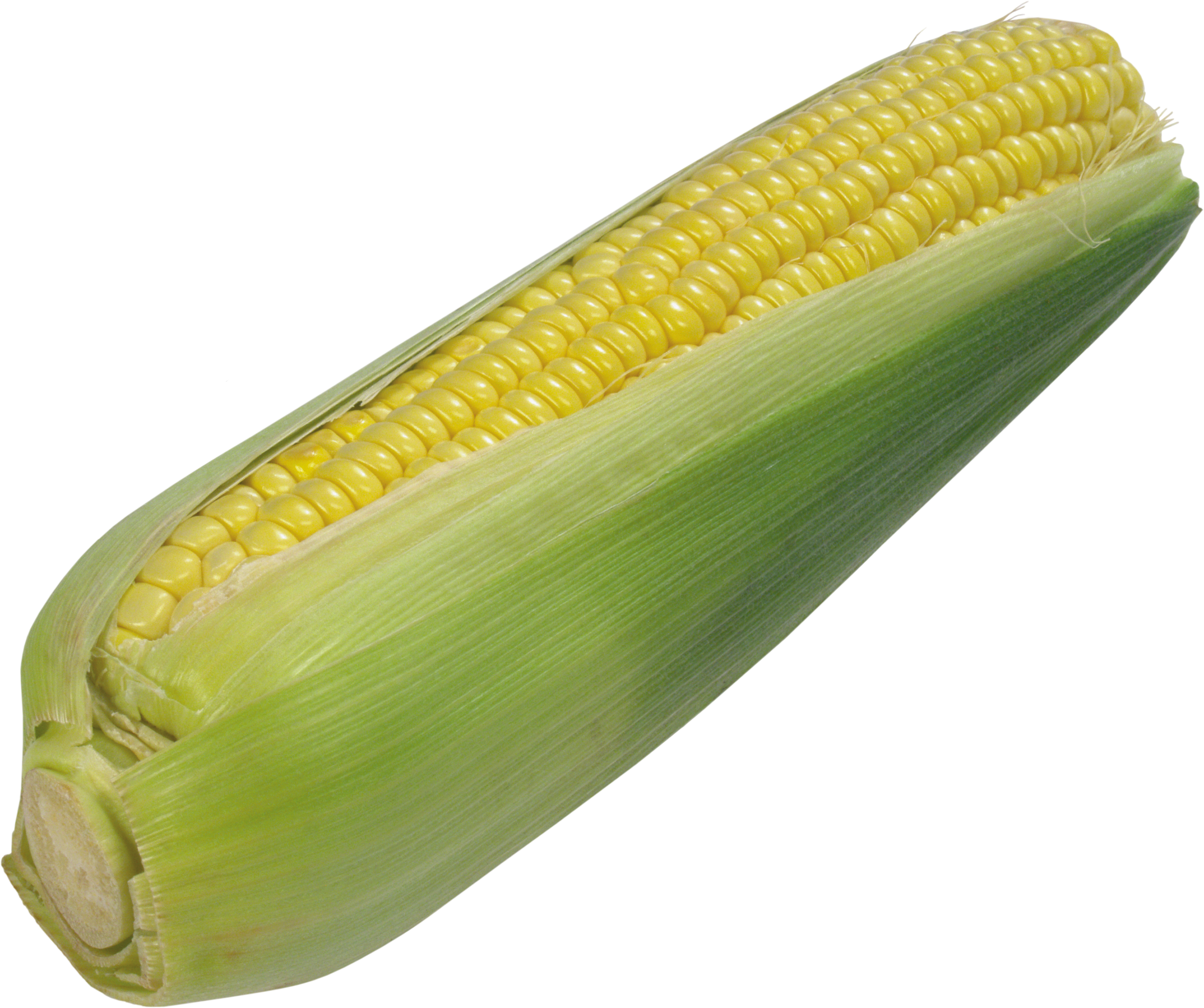 1 початок. Качан кукурузы. Кукуруза початок. Кукуруза это овощ. Початок кукурузы на белом фоне.