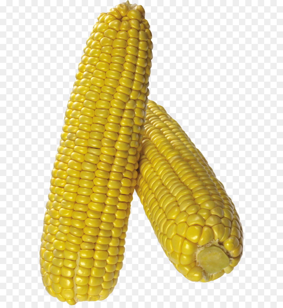 Maize Corn on the cob Popcorn Field corn - Corn PNG image png download - 2113*3159 - Free Transparent Corn On The Cob png Download.