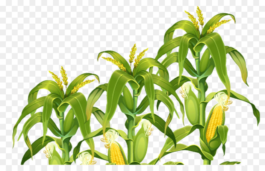 Field corn Portable Network Graphics Clip art Image - corn png download - 957*600 - Free Transparent Corn png Download.