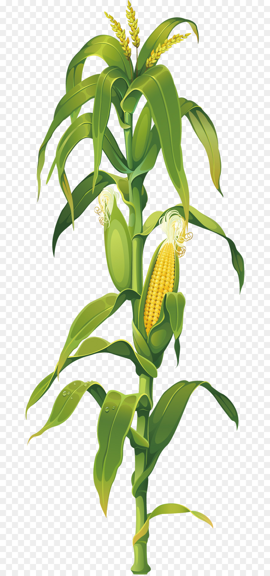 Maize Corn on the cob Drawing Plant Clip art - corn png download - 730*1916 - Free Transparent Maize png Download.
