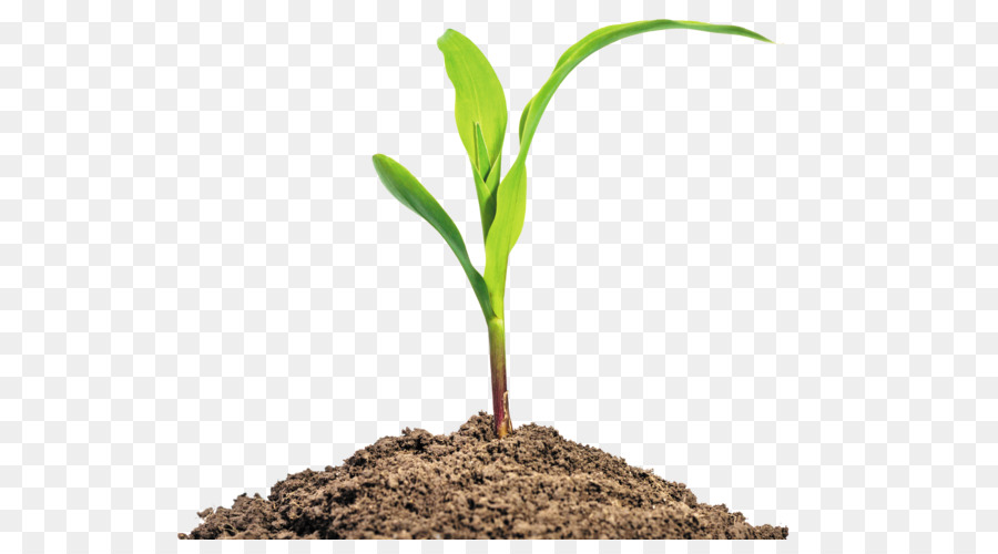 Maize Seedling Baby corn Stock photography Plant - corn leaves png download - 4735*2560 - Free Transparent Maize png Download.