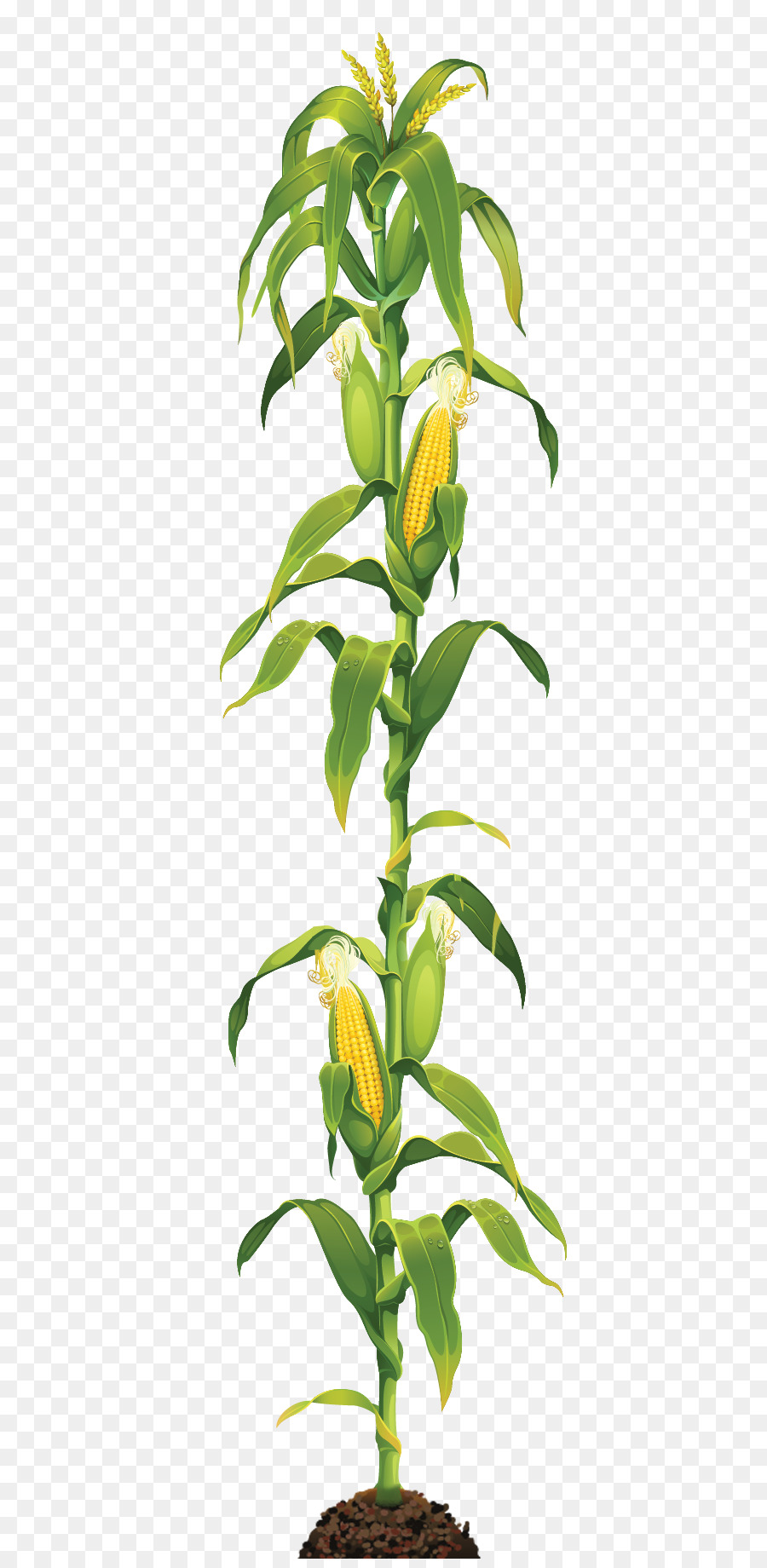 Corn on the cob Maize Caramel corn Clip art - maize plant png download - 462*1829 - Free Transparent Corn On The Cob png Download.