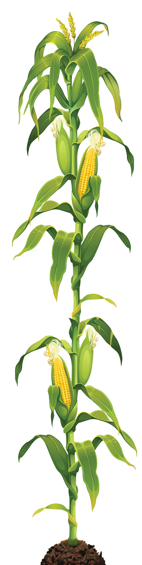 Corn on the cob Maize Caramel corn Clip art - maize plant png download ...