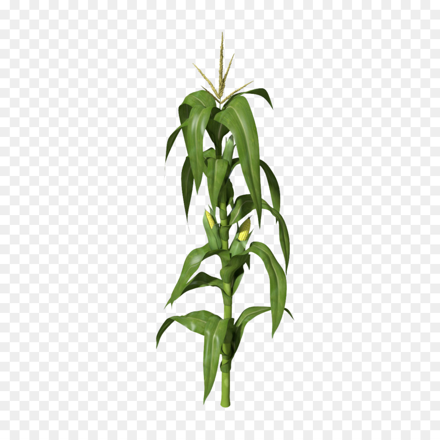 Maize 3D computer graphics Stock photography Clip art - Corn Plant PNG Clipart png download - 1200*1200 - Free Transparent Maize png Download.
