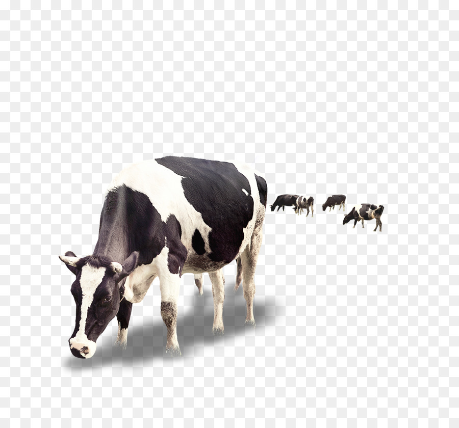 Dairy cattle Milk Calf Dairy cattle - Creative Cow png download - 827*827 - Free Transparent Holstein Friesian Cattle png Download.